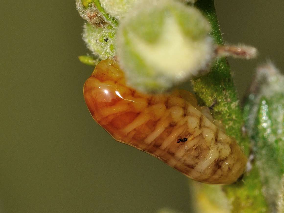 ID Larva - Curculionidae?